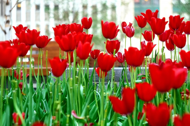 Tulipani rossi