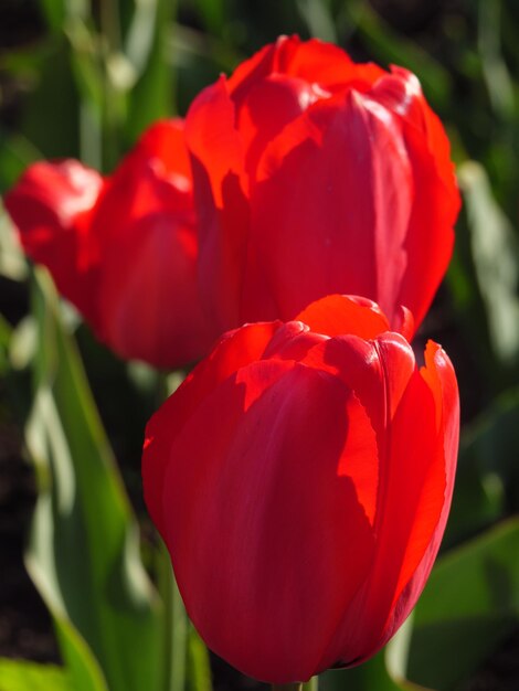 tulipani sanguinanti