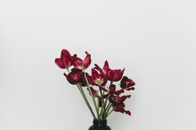 Tulipani sbiaditi Bouquet di fiori rossi appassiti su sfondo bianco Composizione floreale