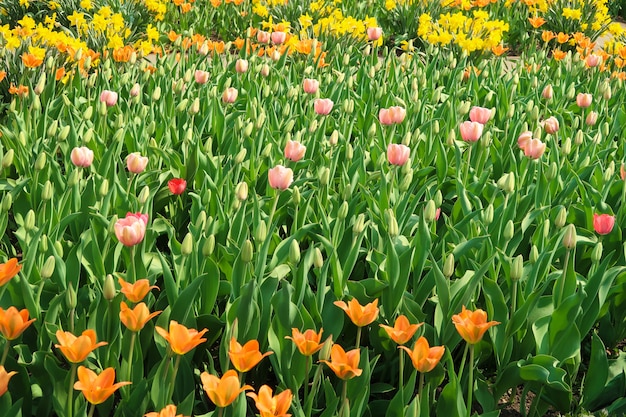 Tulipani sbocciati arancio fiorisce sul letto di fiore tra gli altri germogli del tulipano