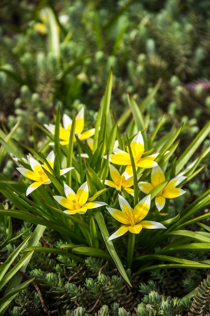 Tulipani selvaggi nella foresta primaverile