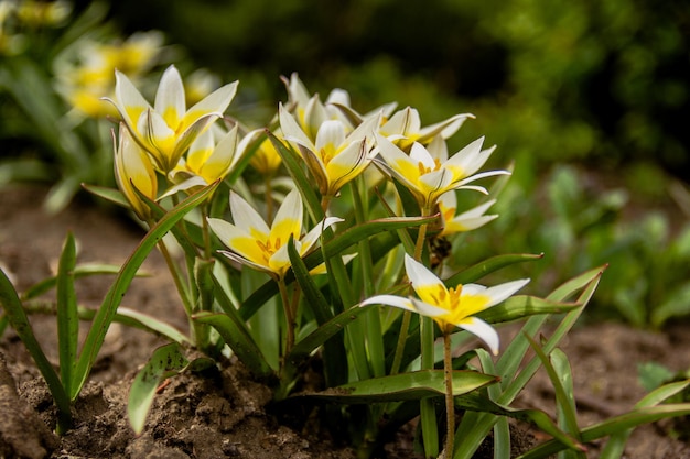 Tulipani selvatici gialli e bianchi della foresta