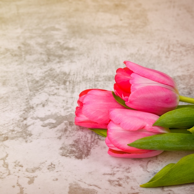 Tulipani su un primo piano sfondo grigio chiaro.