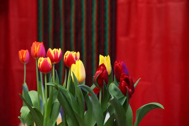 Tulipani sul muro rosso