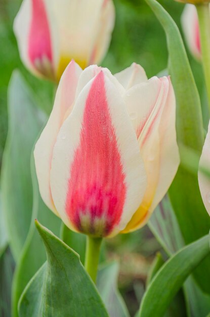 Tulipani sull'aiuola Tulipani bianchi con strisce rosa