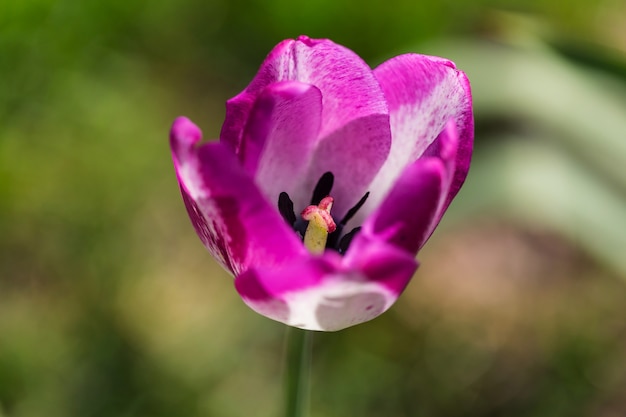 Tulipani sulla natura vaga