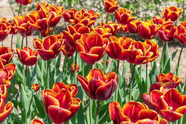 Tulipani variopinti ad un fuoco molle confuso