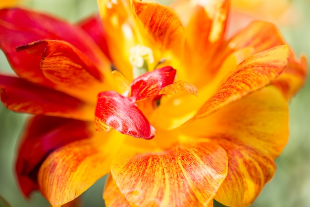 Tulipani variopinti di fioritura luminosi dei fiori in giardino