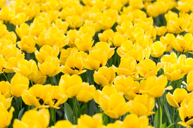 Tulipani variopinti di fioritura luminosi dei fiori in giardino