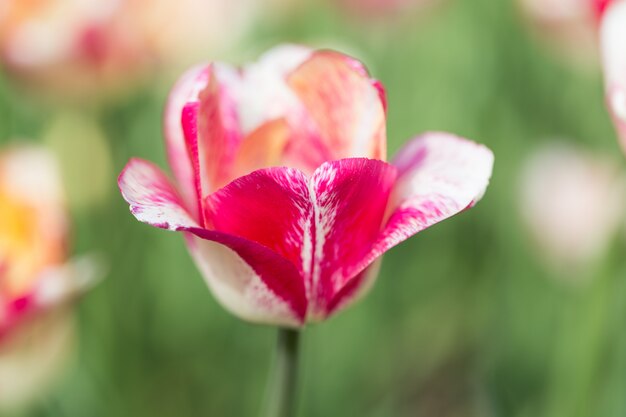 Tulipani variopinti di fioritura luminosi dei fiori in giardino