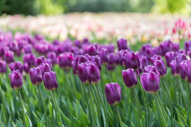 Tulipani variopinti di fioritura luminosi dei fiori in giardino