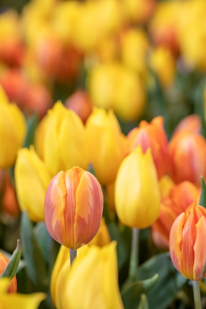 Tulipani variopinti e foglie verdi con freschezza nel parco