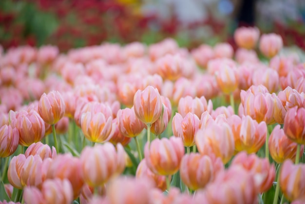 Tulipani variopinti nel giardino floreale, campo del tulipano.