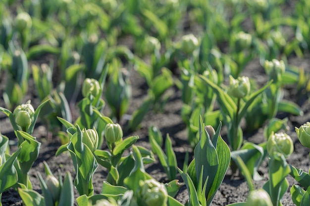 Tulipani verdi