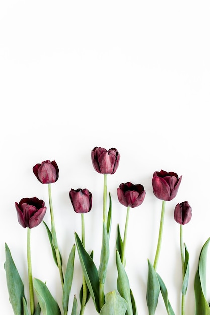 Tulipani viola bordeaux su sfondo bianco concetto floreale minimo piatto vista dall'alto