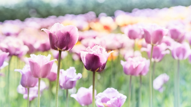 Tulipani viola e rosa in giardino, paesaggio di giorno di primavera