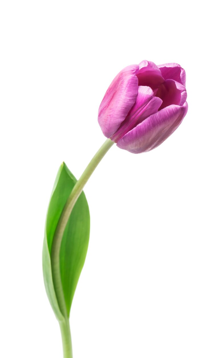 tulipani viola isolati su sfondo bianco