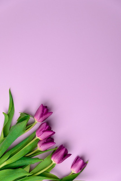 Tulipani viola su sfondo viola Vista dall'alto dello spazio di copia minima della natura e del concetto di primavera