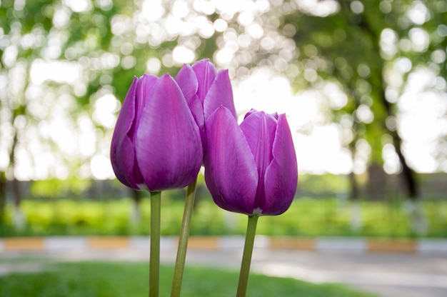 Tulipani viola triplice si alza verso il sole splendore 1