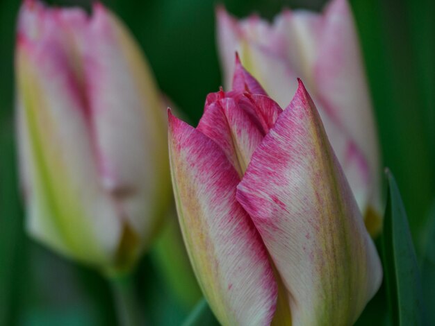 Tulipani