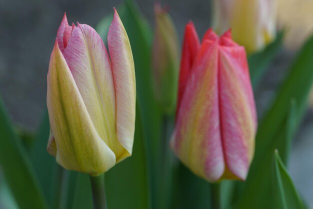 Tulipani