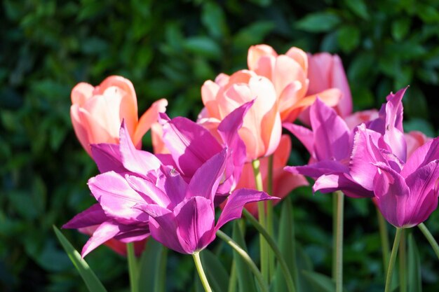 Tulipani