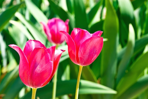 Tulipani