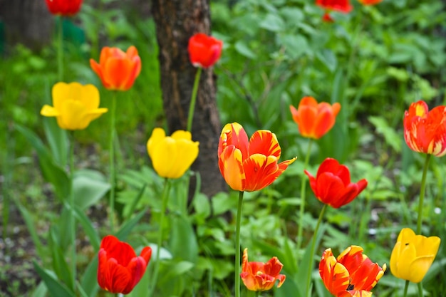 Tulipani