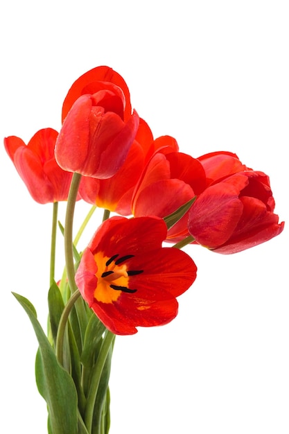 Tulipani