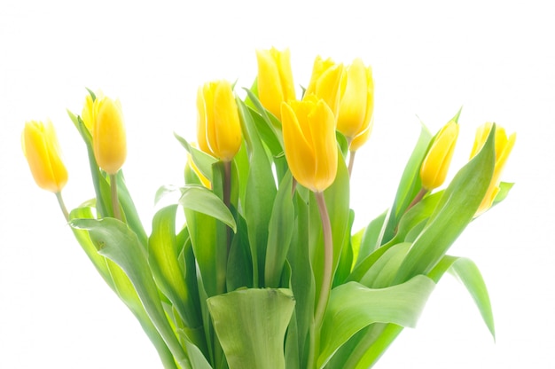 tulipani