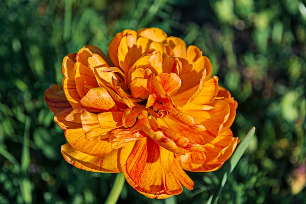 Tulipano a forma di peonia arancione decorativo a fiore