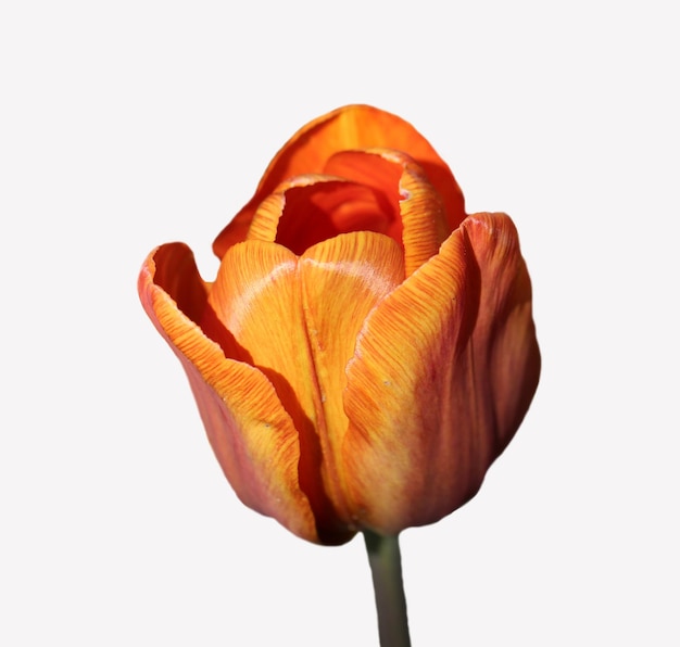 Tulipano arancione isolato su bianco fuoco selettivo