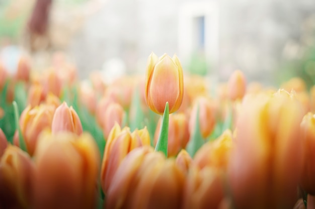 Tulipano arancione nel giardino