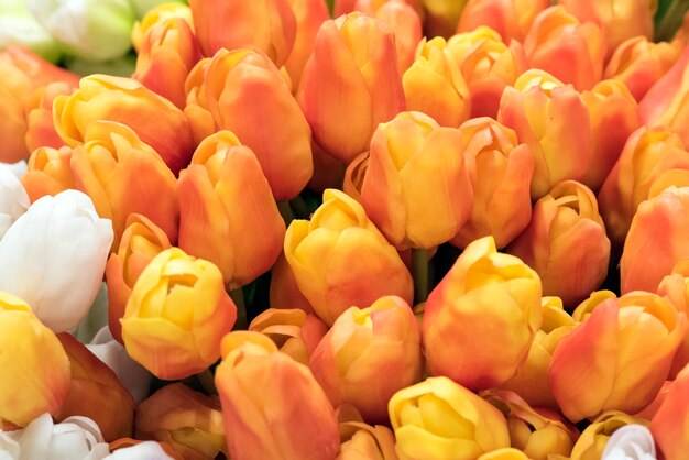 Tulipano. Bellissimi fiori di tulipano con gocce di rugiada. I fiori primaverili sono il simbolo dell'amore.