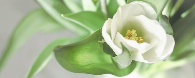 Tulipano bianco. Bellissimo sfondo floreale. Fiori di primavera. Banner