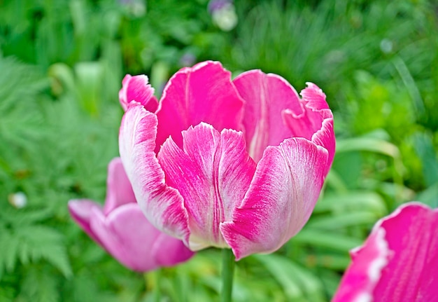 Tulipano bianco e rosa Tulipano rosa fresco su sfondo verde