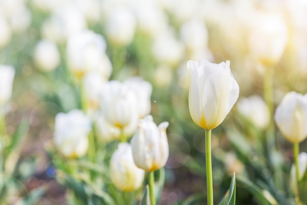 Tulipano bianco in primavera sotto i raggi del sole Tulipano bello e colorato alla luce del sole