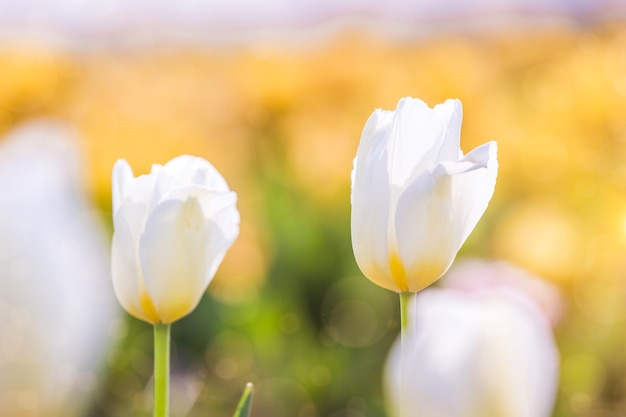 Tulipano bianco in primavera sotto i raggi del sole Tulipano bello e colorato alla luce del sole