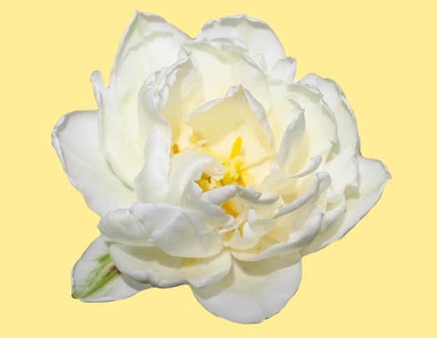 tulipano bianco isolato su sfondo giallo delicato