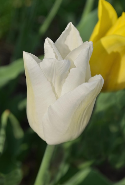 Tulipano bianco su sfondo verde Tulipano fiore di primavera in fiore