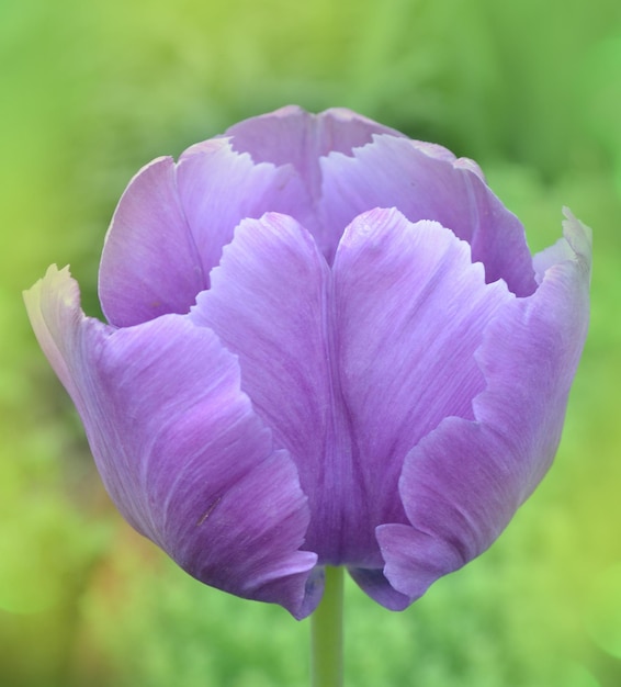 Tulipano blu del pappagallo in giardino Bellissimo tulipano viola