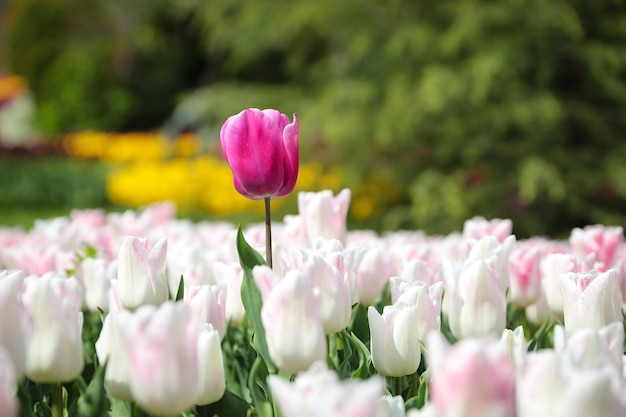 Tulipano colorato in giardino fiorito