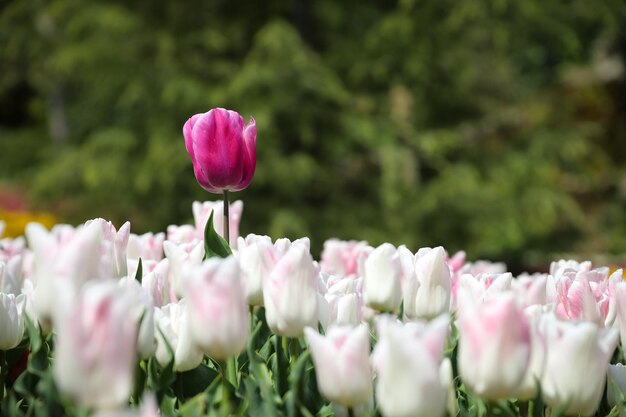 Tulipano colorato in giardino fiorito