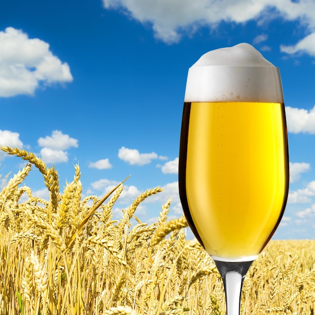 Tulipano di birra in un campo di grano