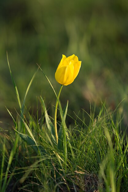 Tulipano di campo giallo contro l'erba verde