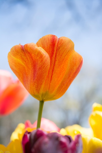 Tulipano di colore arancione in natura