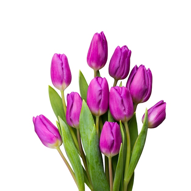 Tulipano di fiori di primavera multicolore su sfondo grigio