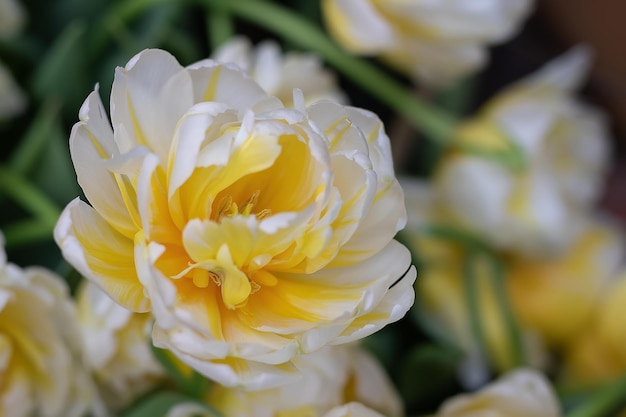 Tulipano di spugna giallo su sfondo sfocato