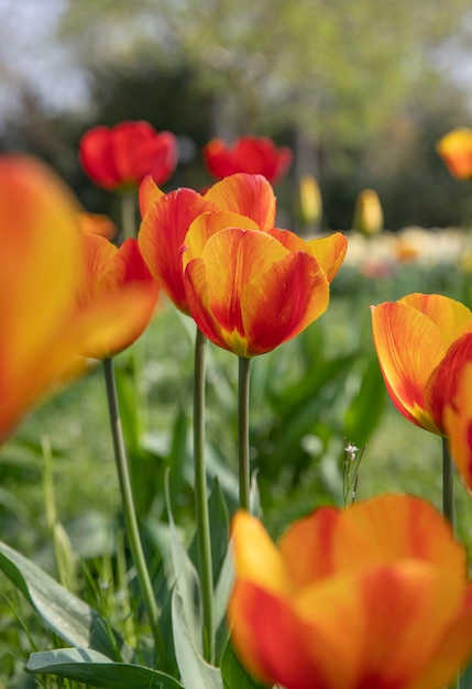 tulipano fiore bellezza flora fioritura stagione parco colore primavera