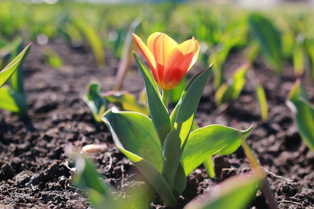 Tulipano fiore di primavera a terra